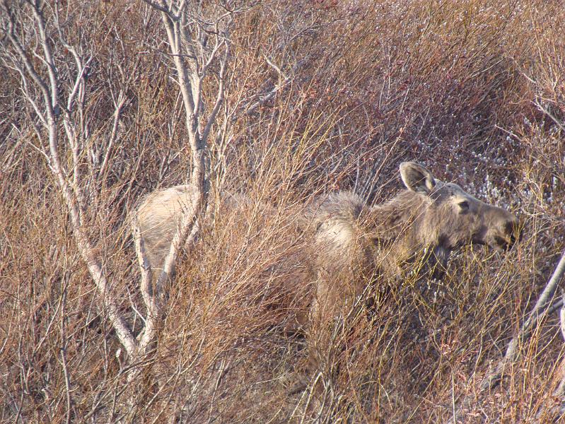 Alaska 2008 041.jpg